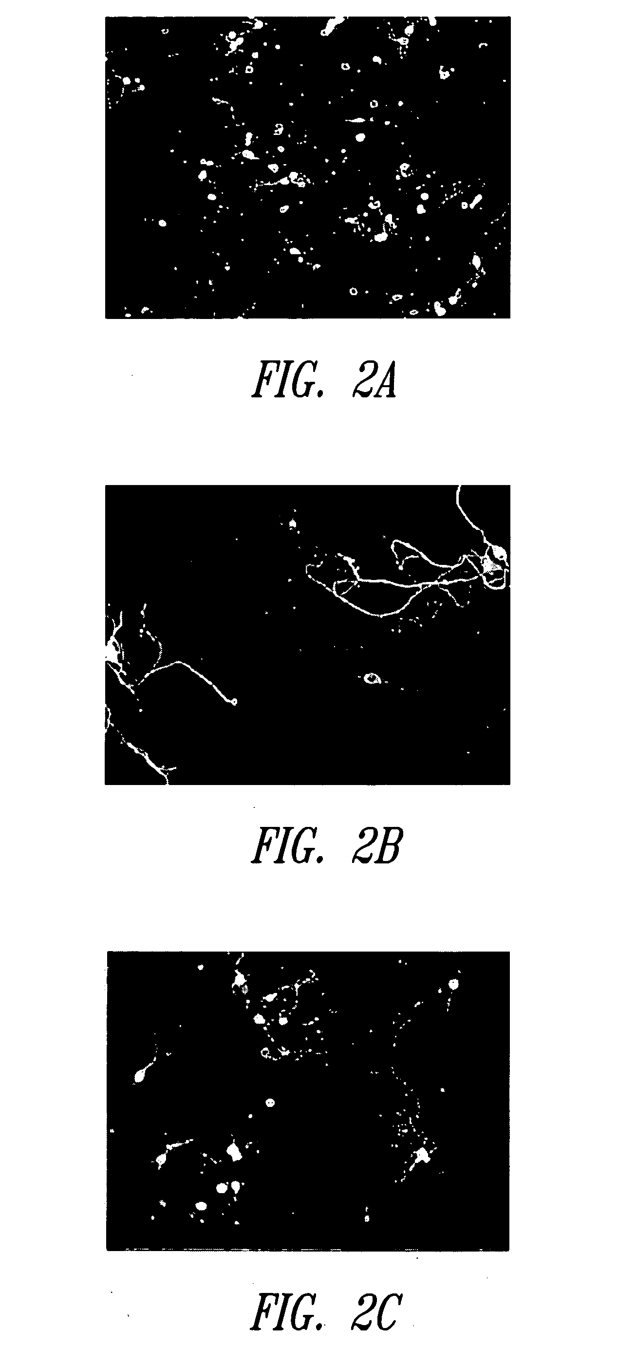 Extended primary retinal cell culture and stress models, and methods of use