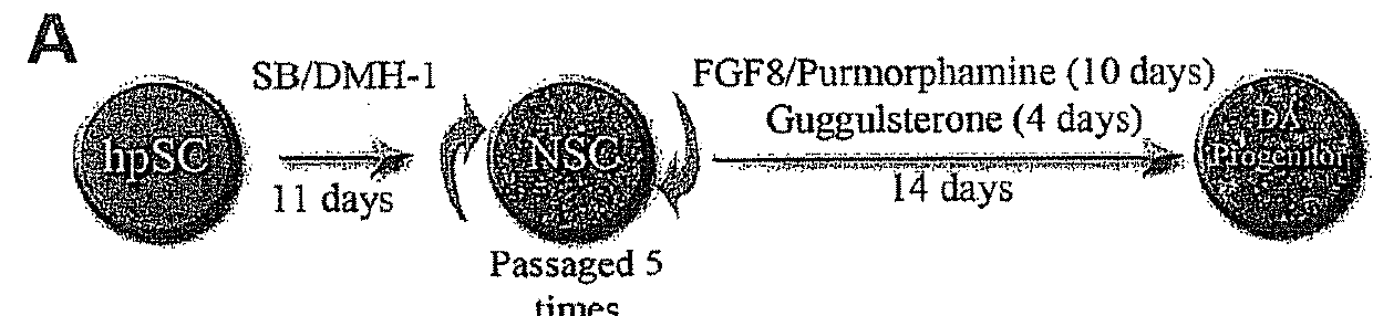 Use of neural cells derived from human pluripotent stem cells for the treatment of neurodegenerative diseases