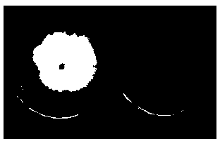 Phytophthora-resistant actinomyces and application thereof