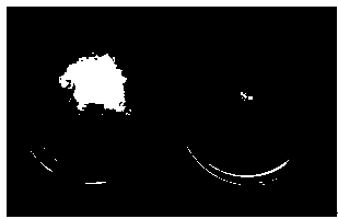 Phytophthora-resistant actinomyces and application thereof