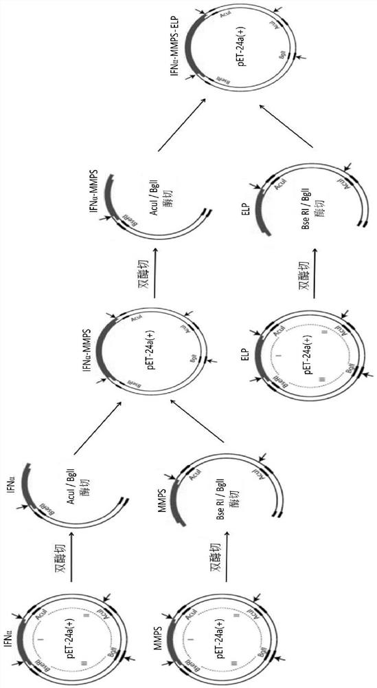 A temperature and enzyme dual responsive protein polymer conjugate and its preparation method and application