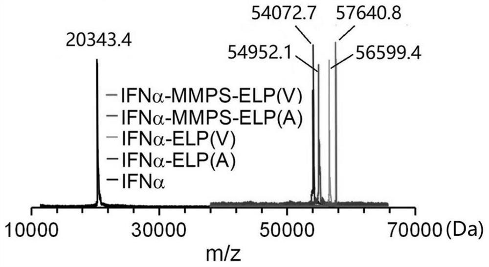 A temperature and enzyme dual responsive protein polymer conjugate and its preparation method and application