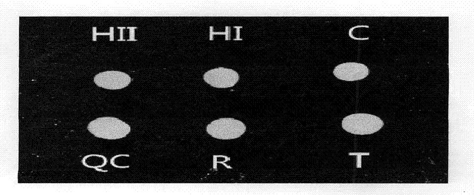 Preparation method and application of fluorescent marker gene chip reagent for detecting ToRCH (toxopasma, rubella virus, cytomegalo virus and herpes virus)