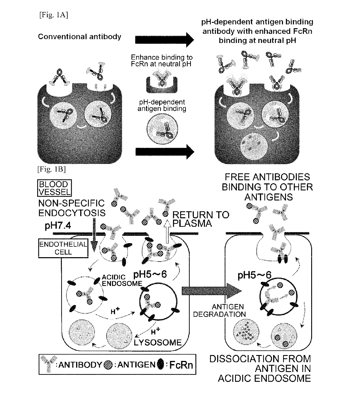 Therapeutic antigen-binding molecule with a FcRn-binding domain that promotes antigen clearance