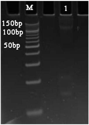 Method for analyzing impurities of oligonucleotide sequence based on high-throughput sequencing and application