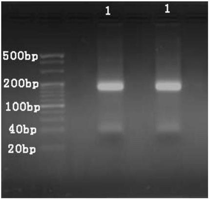 Method for analyzing impurities of oligonucleotide sequence based on high-throughput sequencing and application