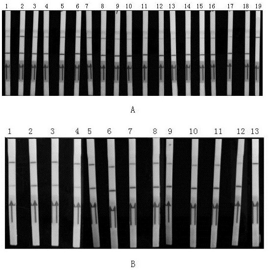 A kind of primer composition for detecting or assisting in detecting Chlamydia psittaci and its application