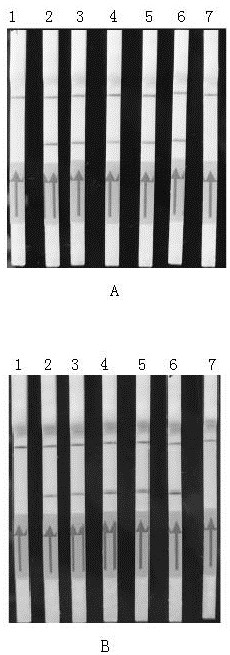 A kind of primer composition for detecting or assisting in detecting Chlamydia psittaci and its application