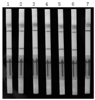 A kind of primer composition for detecting or assisting in detecting Chlamydia psittaci and its application