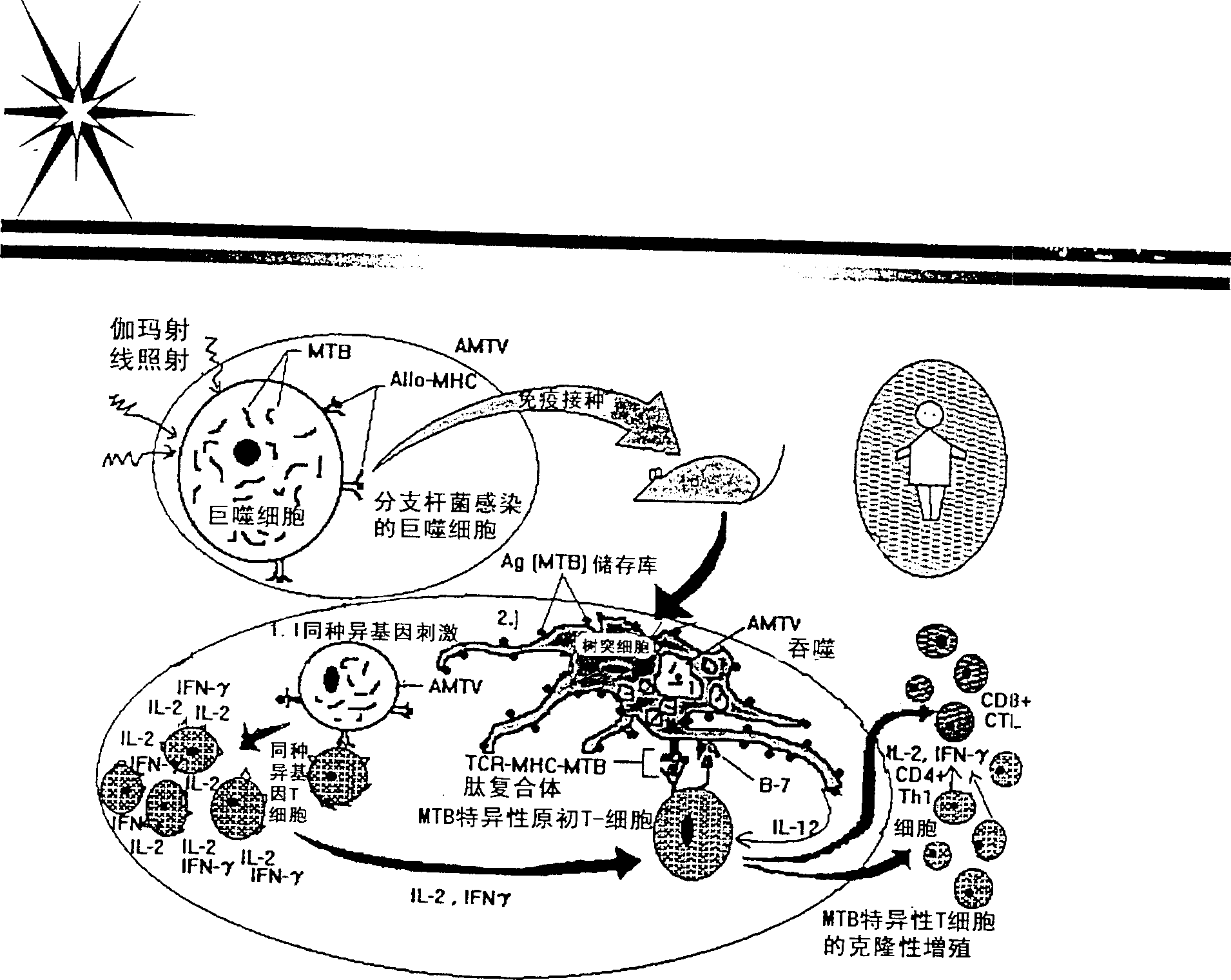 Vaccine for treatment of tubercolosis and other intracellular infections diseases and preparing process thereof