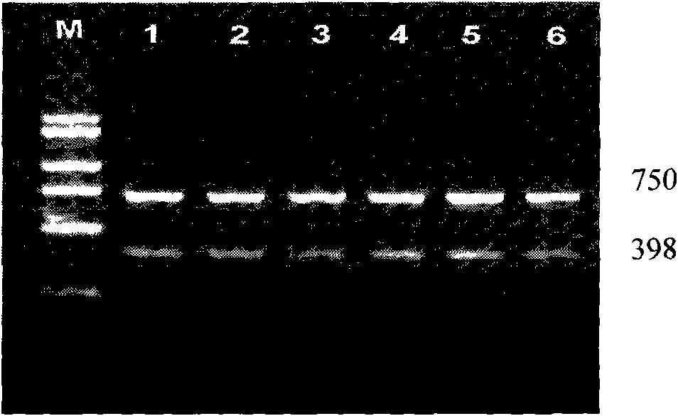 Dual-PCR method for detecting tomato TY-1 gene and Mi gene at the same time