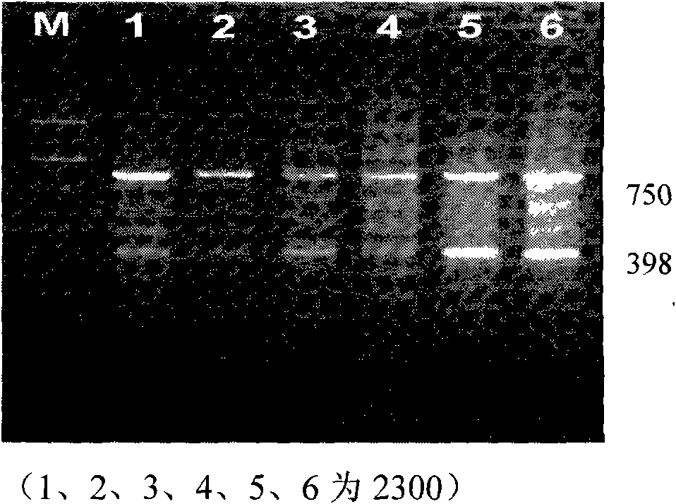 Dual-PCR method for detecting tomato TY-1 gene and Mi gene at the same time