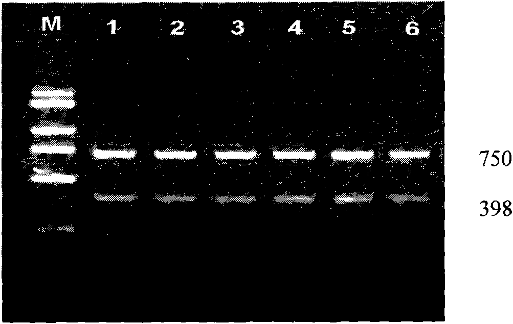 Dual-PCR method for detecting tomato TY-1 gene and Mi gene at the same time