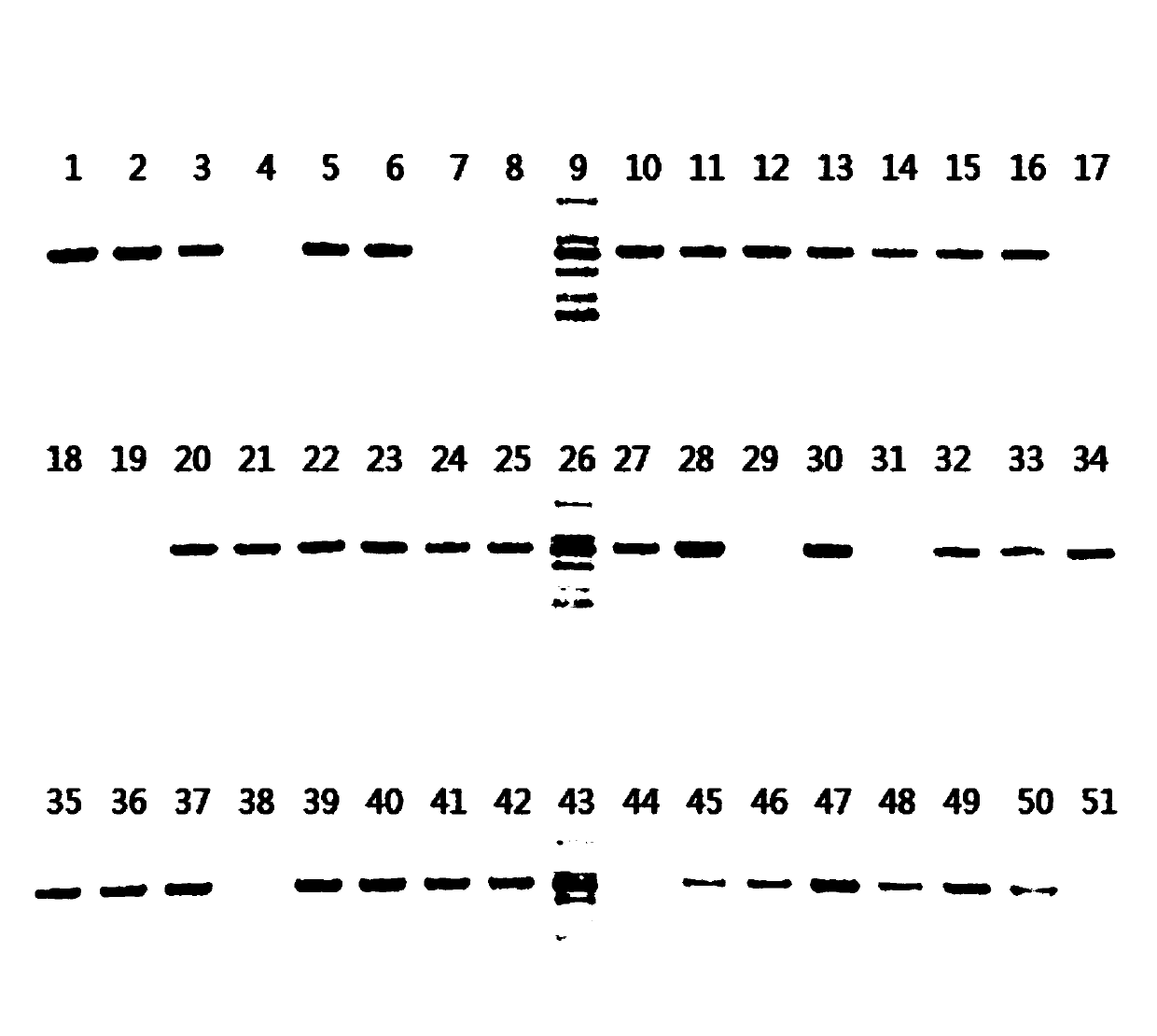 Method for establishing carnation agrobacterium-mediated efficient transfection system