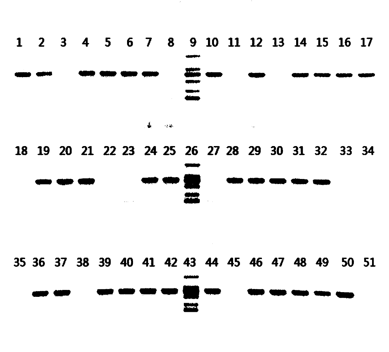 Method for establishing carnation agrobacterium-mediated efficient transfection system