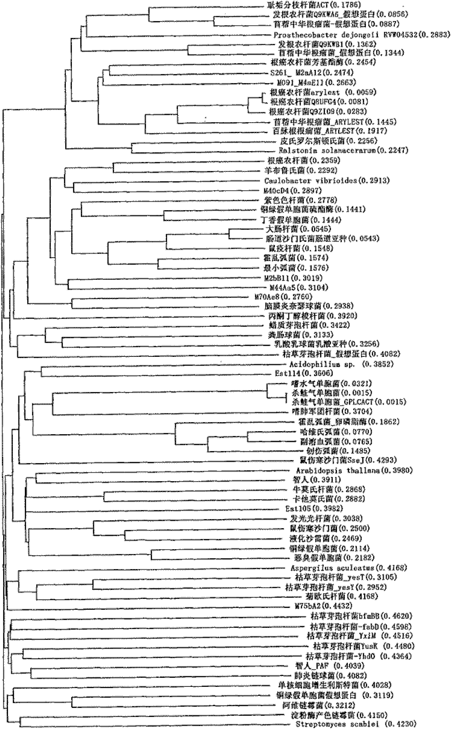 Perhydrolase enzyme