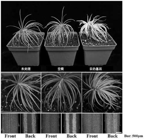 Cunninghamia virus induced gene silencing system and construction method thereof