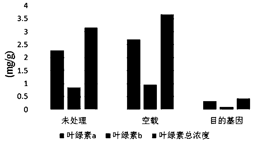 Cunninghamia virus induced gene silencing system and construction method thereof