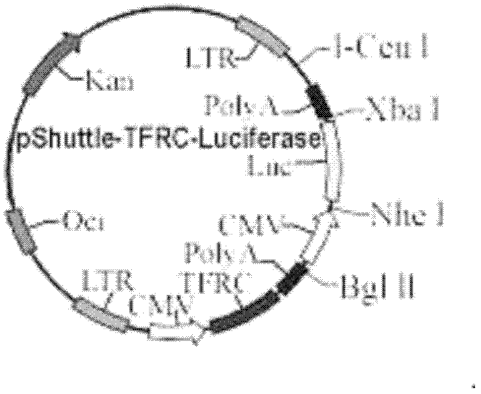 Double-reporter-gene recombinant adenovirus vector, construction method and application thereof