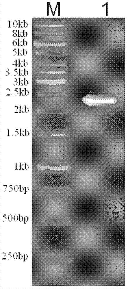 Double-reporter-gene recombinant adenovirus vector, construction method and application thereof