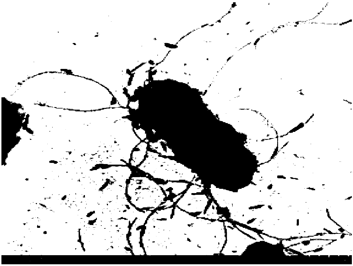 Eosino-thiobacillus and application thereof to copper pyrites leaching