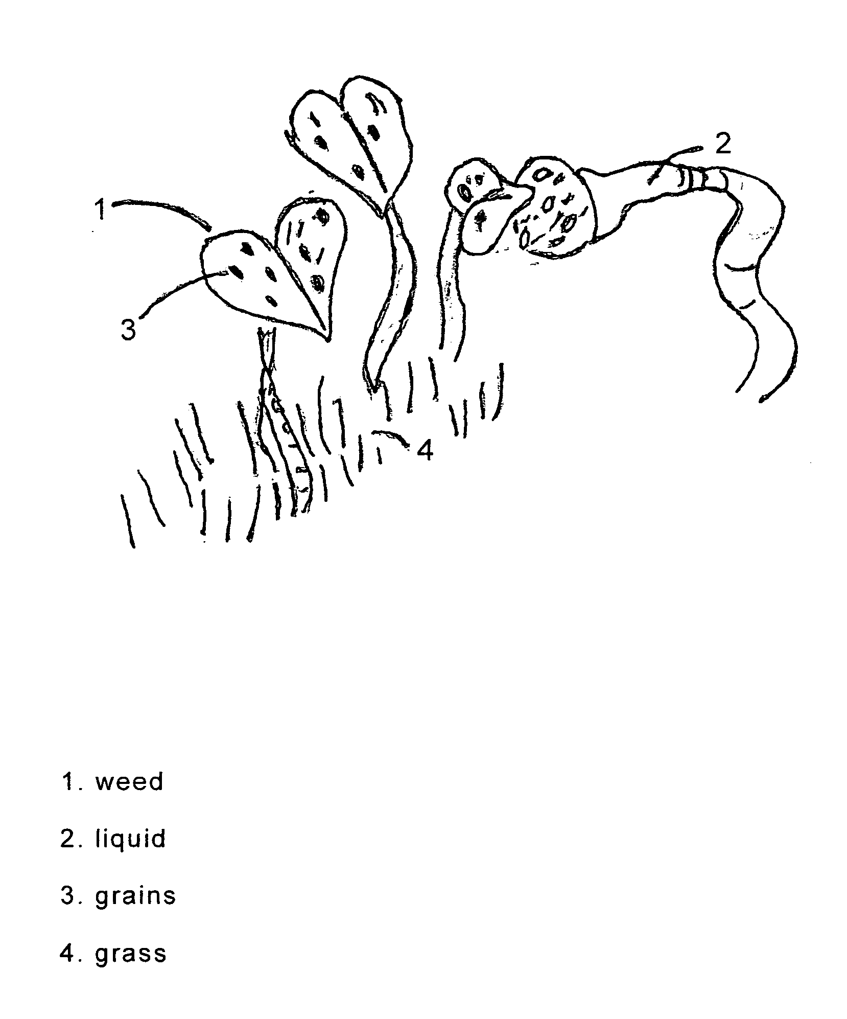 Method of applying calcium magnesium acetate to affect growth of unwanted broadleaf weeds in lawn grasses