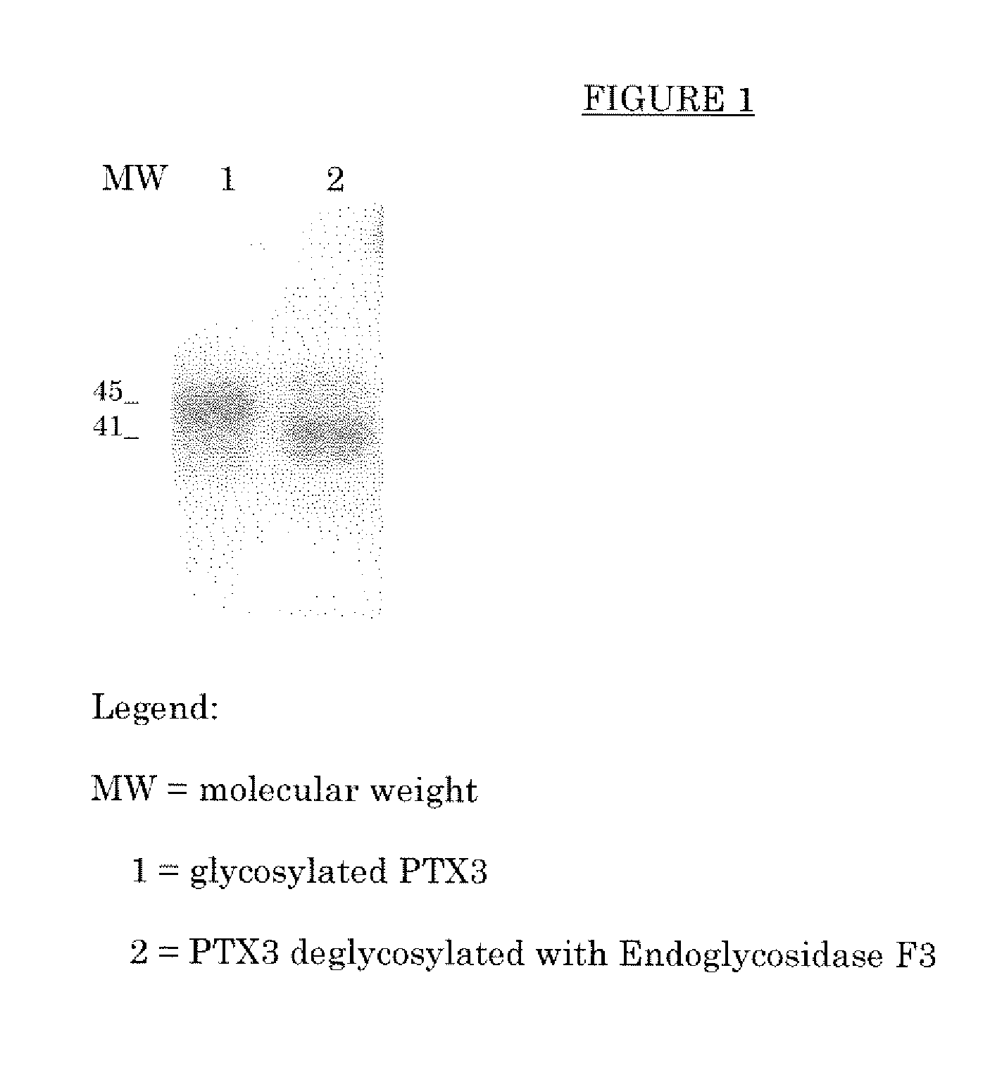 Deglycosylated and desialidated long pentraxin PTX3