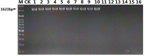 Nucleotide sequence for detecting listeria monocytogenes and detection method and detection kit