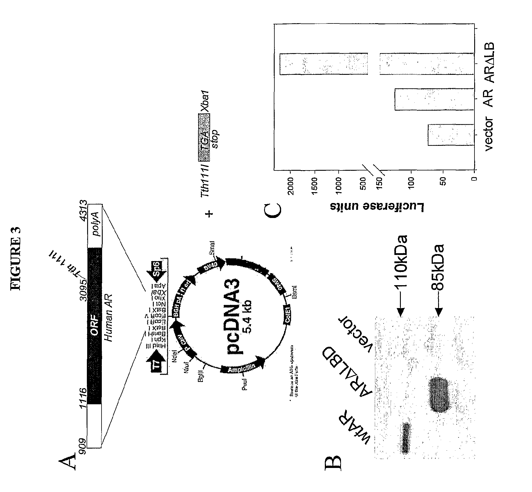 Modulation of Androgen Receptor for Treatment of Prostate Cancer