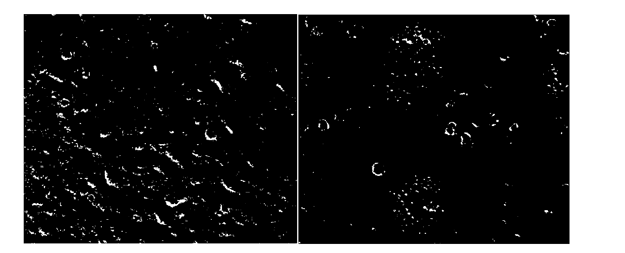 Porcine pseudorabies virus virulent strain, and gene deletion vaccine strain thereof and applications thereof