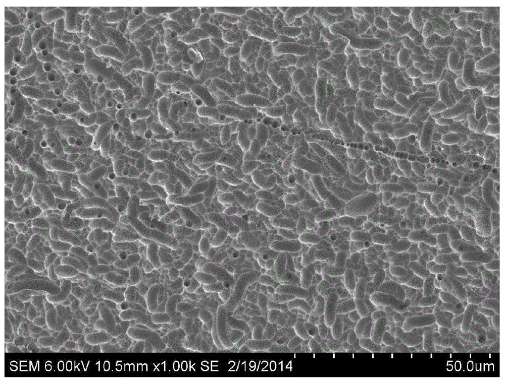 Texture pretreatment method for diamond wire cut polycrystalline silicon wafer, texturing pretreated silicon wafer and application thereof