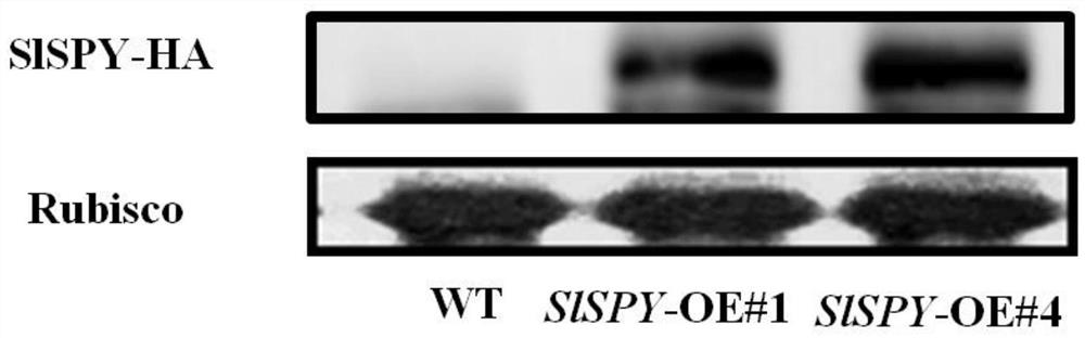 Application of tomato SlSPY gene in controlling ripening process of tomato fruits