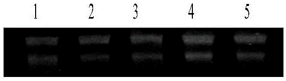 Method for extracting total RNA from mature grape fruits