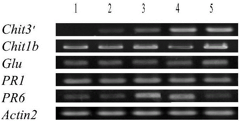 Method for extracting total RNA from mature grape fruits