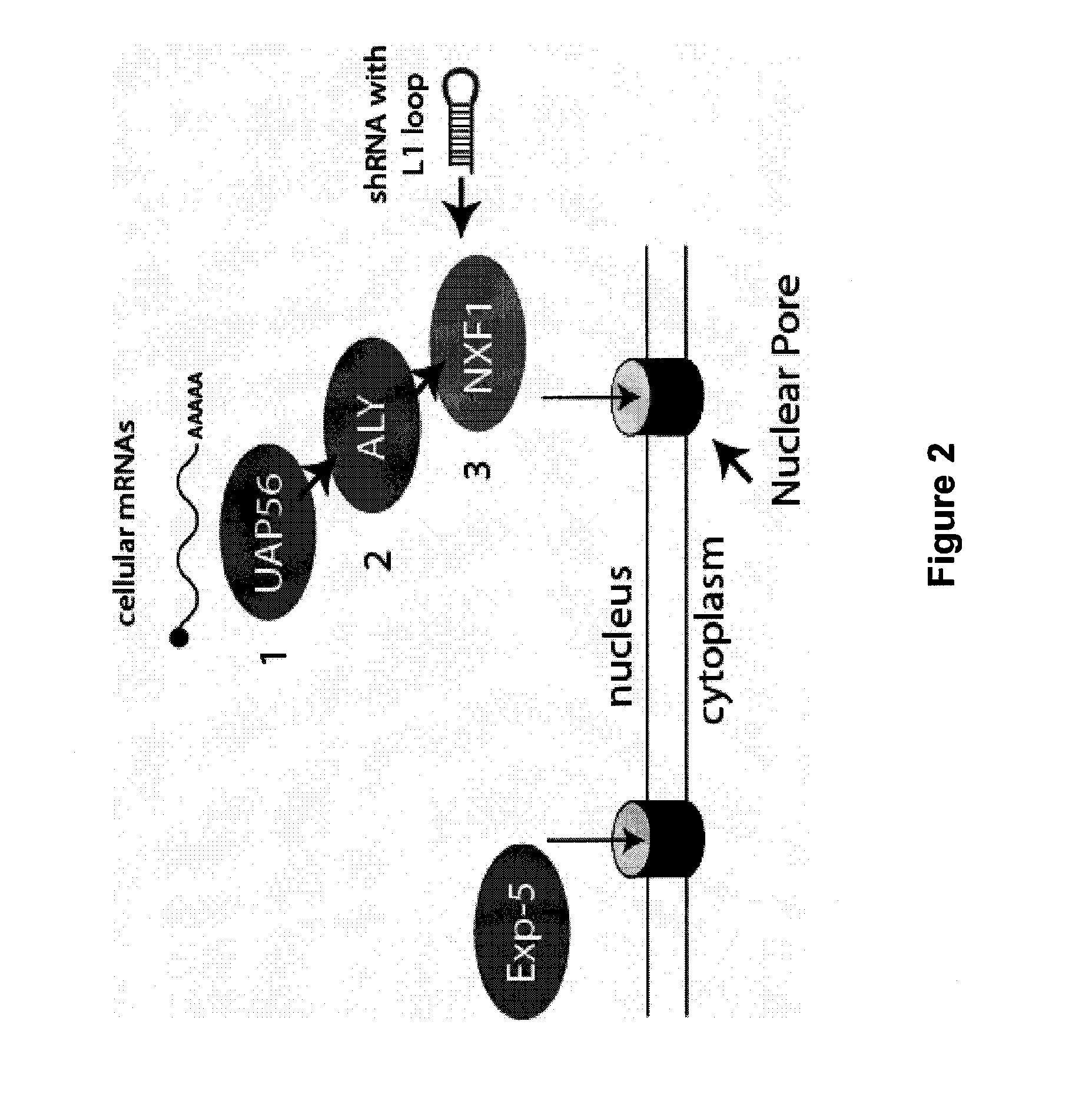 Alternative export pathways for vector expressed RNA interference