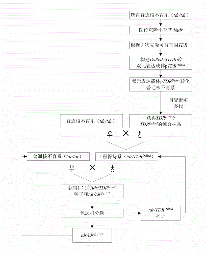 Cultivation method of rice engineering maintainer line and application thereof to breeding of rice genic male sterile line