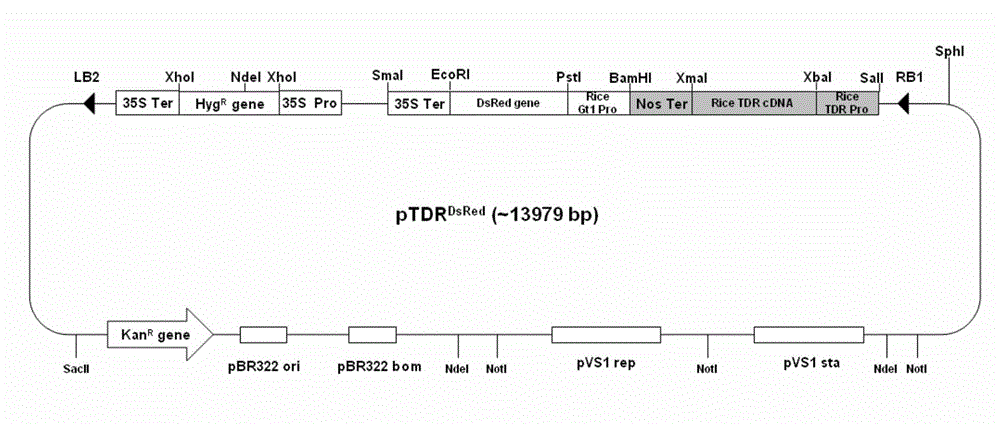 Cultivation method of rice engineering maintainer line and application thereof to breeding of rice genic male sterile line