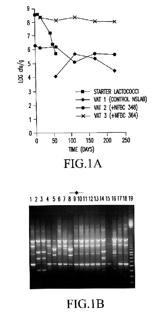 Process for the manufacture of probiotic cheese