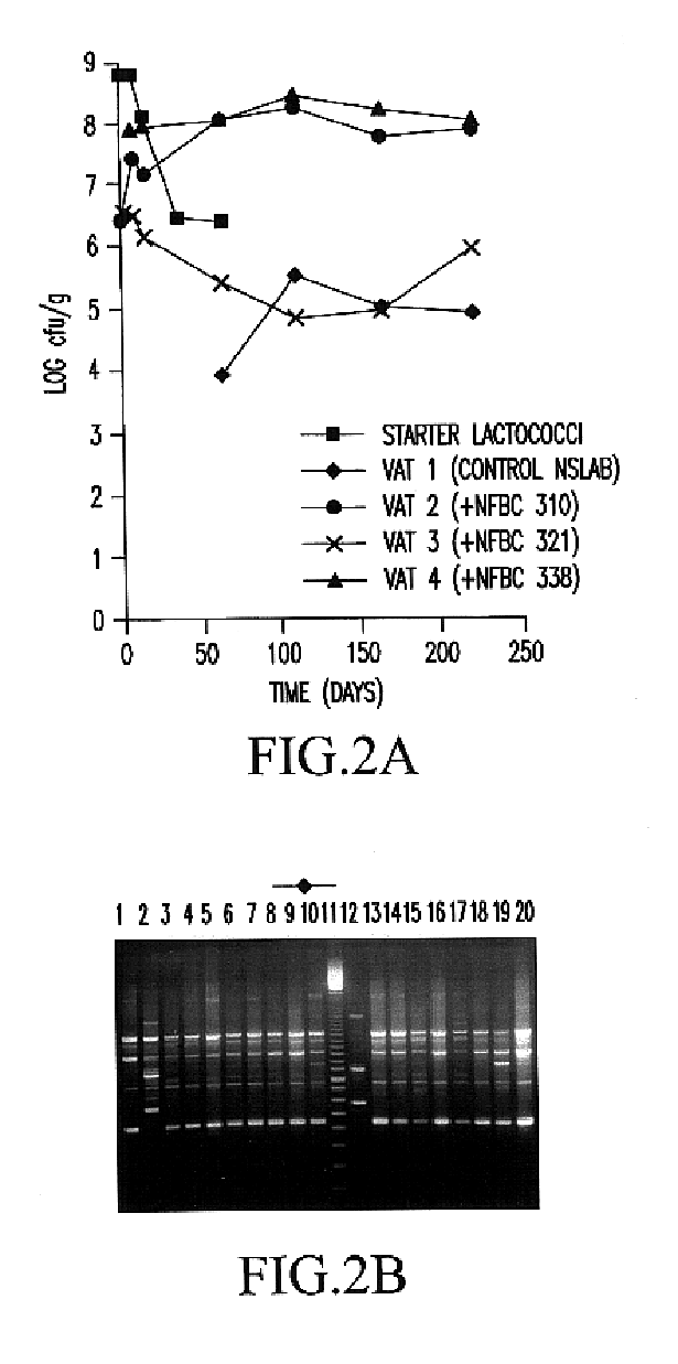 Process for the manufacture of probiotic cheese