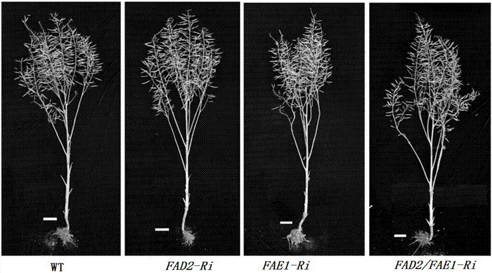 Method for improving nutritional quality of rapeseed oil by co-inhibiting rape FAD2 and FAE1 gene expression