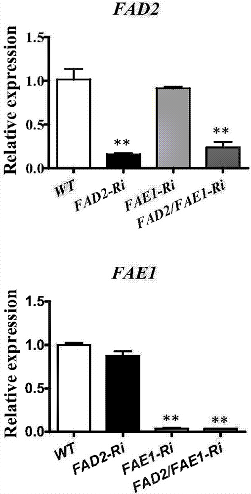 Method for improving nutritional quality of rapeseed oil by co-inhibiting rape FAD2 and FAE1 gene expression