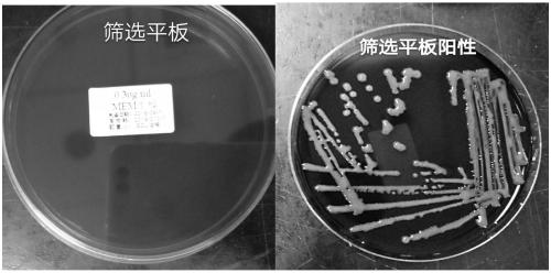 Reagent kit and screening method for screening carbapenem resistant enterobacteria from excrement and urine sample