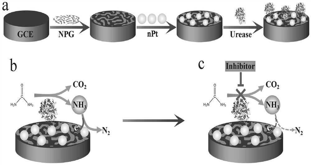 A kind of method of screening Helicobacter pylori urease inhibitor