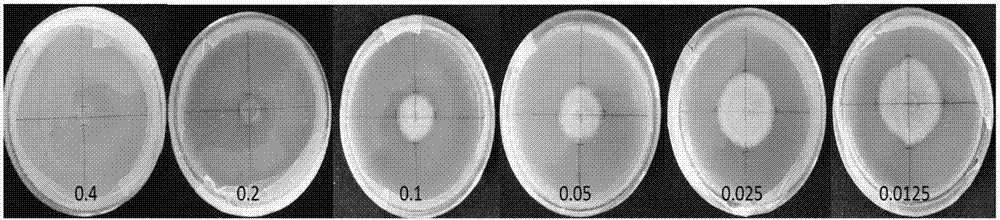 Insect pathogenic nematode symbiotic bacterium capable of inhibiting potato black scurf and applications of insect pathogenic nematode symbiotic bacterium