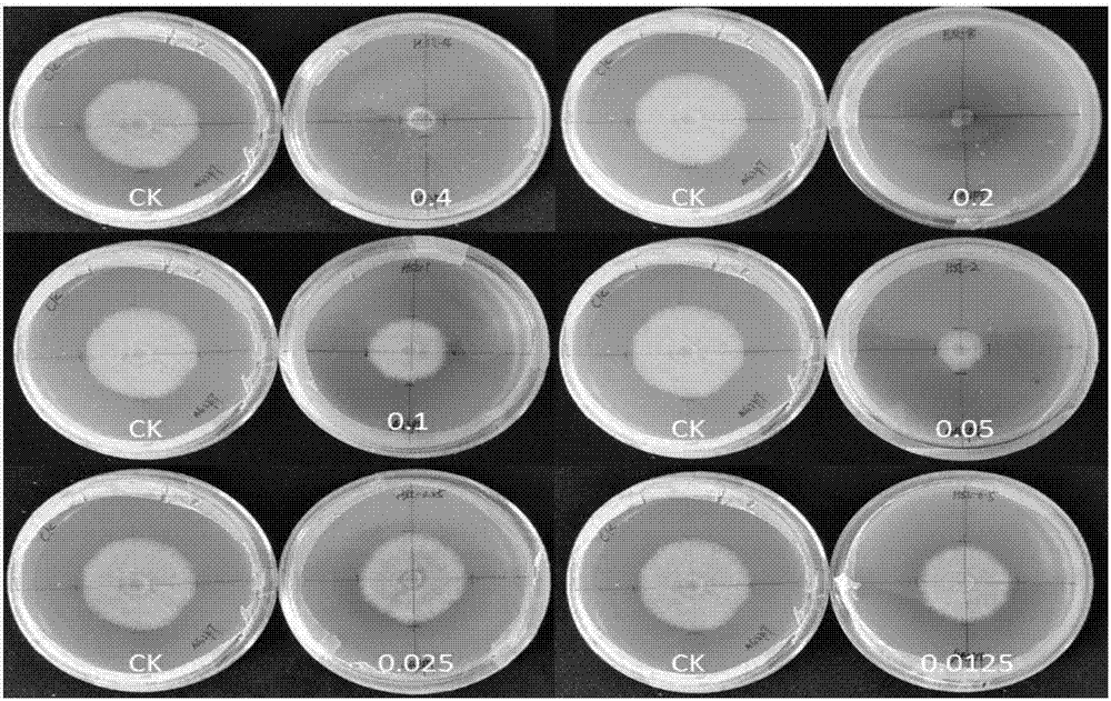 Insect pathogenic nematode symbiotic bacterium capable of inhibiting potato black scurf and applications of insect pathogenic nematode symbiotic bacterium