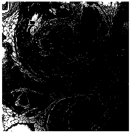 Fibers for tissue engineering bone repairing, tissue engineering bone repairing scaffold and preparation method thereof