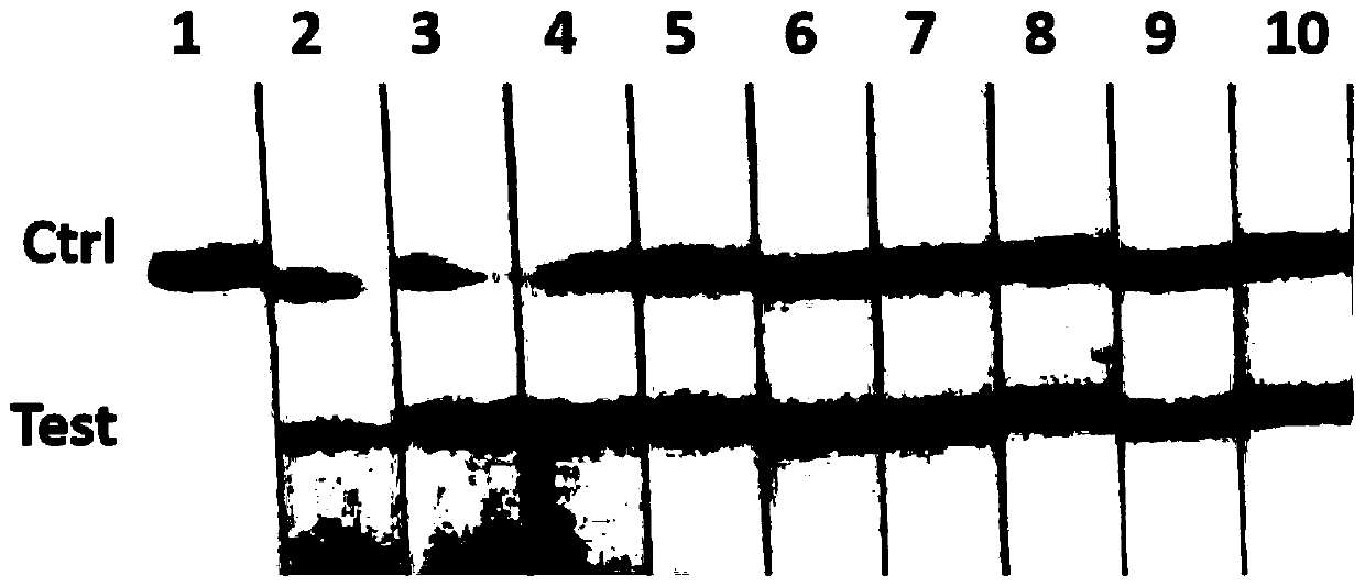 RAA amplification primer and probe for rapid detection of Cyprinid herpesvirus type II, detection kit and application method thereof