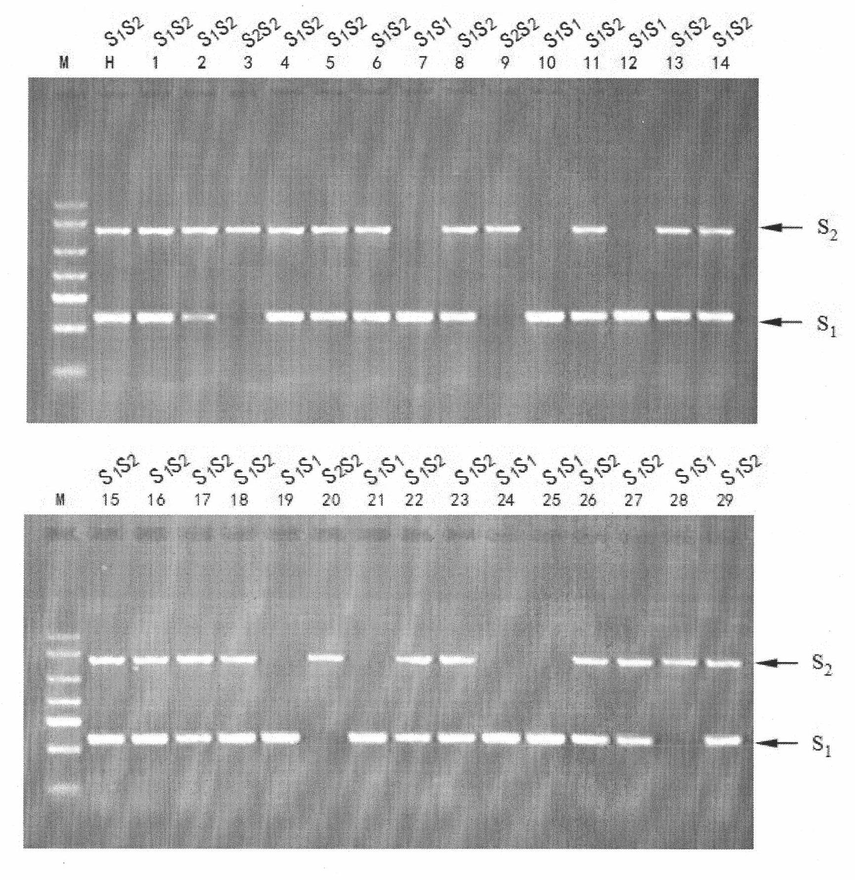 Method for preparing novel germplasm of S gene homozygote by radioactive mutagenesis of pollen