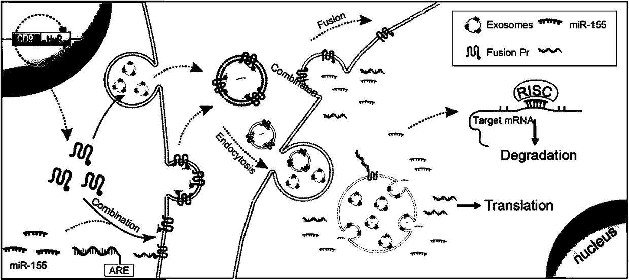 Expression vector of fusion protein for enhancing target RNA loading into exosome and establishment method and application thereof