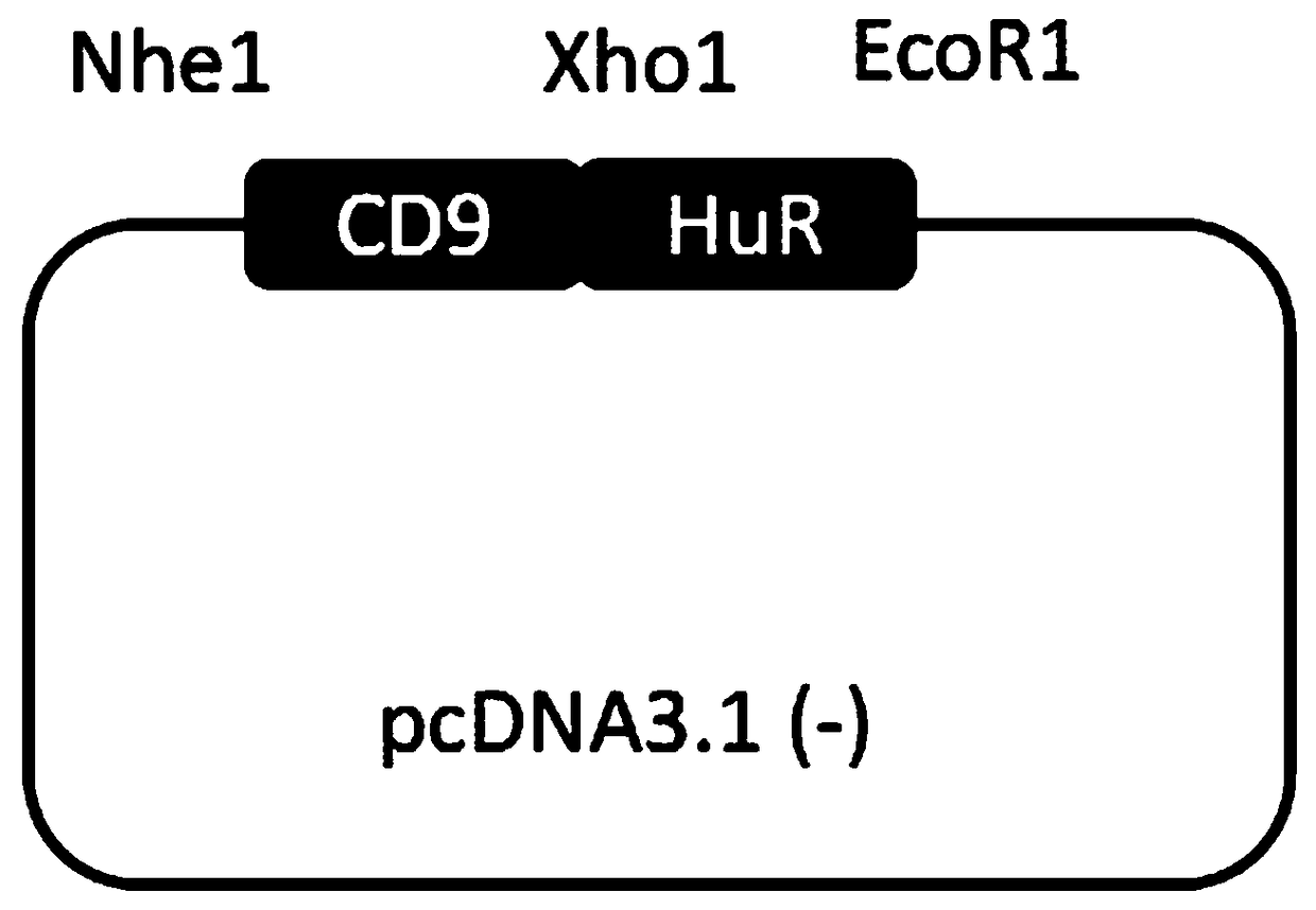 Expression vector of fusion protein for enhancing target RNA loading into exosome and establishment method and application thereof